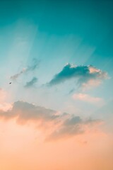 Poster - Scenic shot of a bird soaring in the sky at sunset with white clouds in the background