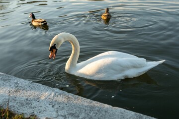 Sticker - Mute swan (Cygnus olor) and ducks swimming in a pond in sunlight