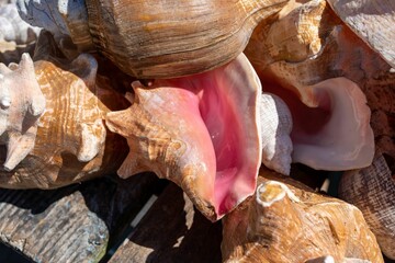 Closeup shot of a sea shell surrounded by others on a sunny day