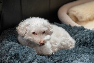 Wall Mural - Adorable white Poodle dog resting on a soft blue carpet