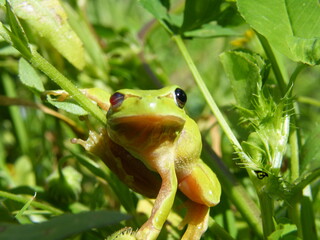 Poster - natureza verde