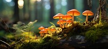 A Close Up Of Orange Mushrooms In One Of The Trees Generative AI