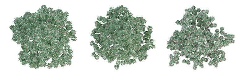 Wall Mural - Evergreen tree on top view isolated on transparent background, 3d render.
