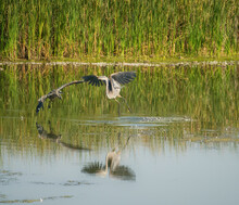 Great Blue Heron Battle On A Pond In Front Of Cattails