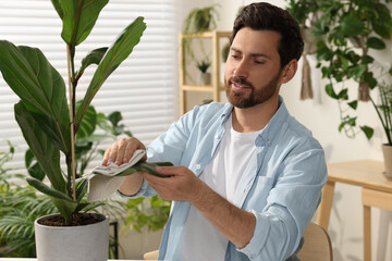 Canvas Print - Man wiping leaves of beautiful potted houseplants with cloth indoors