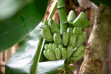 Sticker - Banana tree with green banana fruit on nature background, stock photo