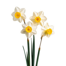 White And Yellow Daffodil Flowers On A Transparent Background
