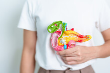 Woman Holding Human Pancreatitis Anatomy Model With Pancreas, Gallbladder, Bile Duct, Duodenum, Small Intestine. Pancreatic Cancer, Acute And Chronic Pancreatitis,  Digestive System And Health Concept