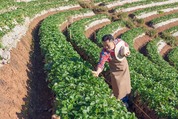 Wall Mural - Male farmer inspecting strawberries in the field. harvesting strawberry on farm