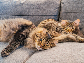 Wall Mural - Close up shot of a cute young Maine Coon mixes