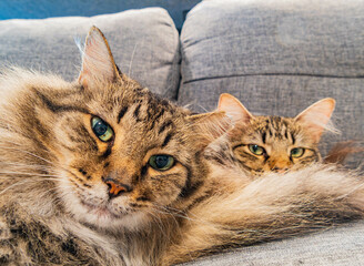 Wall Mural - Close up shot of a cute young Maine Coon mixes