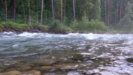 Wall Mural - Video of Altai River Chemal and pine forest on the background.