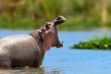 Canvas Print - Hippo family (Hippopotamus amphibius) in the water, Africa