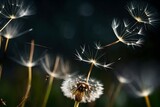 Fototapeta Dmuchawce - dandelion seeds flying in air on black background, beautiful Wallpaper, Landscape, and Background - Generative AI