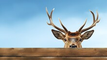 A Deer Peeks Out From Behind A Wooden Fence Close-up. Banner, Copyspace.