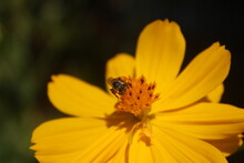 Bee On Yellow Daisy With Sunny Day