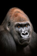 one portrait of an adult male gorilla