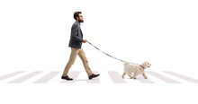 Full Length Profile Shot Of A Bearded Man With A Maltese Poodle Dog At A Pedestrian Crossing