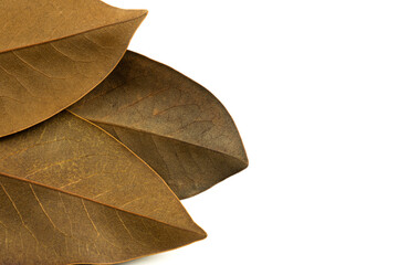 Closeup view of three brown magnolia leaves on white background with copy space.