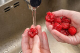 Fototapeta  - Dokładne mycie owoców pod strumieniem bieżącej wody, dojrzałe słodkie maliny 