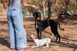 © Михаил Решетников - Tazy. Caucasian woman walking with middle asian greyhound and jack russell terrier dog in autumn.