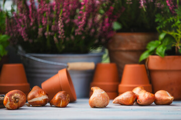 Wall Mural - Heather and flower bulbs on a garden table