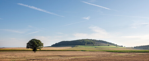 Wall Mural - countryside landscape with fields and sunflowers near verdun in the north of france