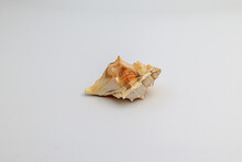 Shell Of Murex On White Background