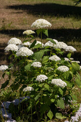 Poster -  closeup of a beautiful white hydrangea in garden