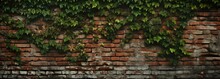 Long-standing Wall Background With Ivy-engulfed, Faded Bricks