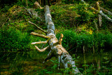 Fototapeta Pomosty - Drzewo w wodzie