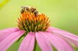 Bee pollinator echinacea flower.