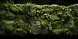 AI Generated. AI Generative. Mossy moss wet texture surface background decoration nature outdoor. Can be used for adventure travel promotion