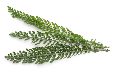 Canvas Print - Green leaves of yarrow.