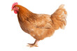 A hen chicken isolated on a white background, Generative Ai