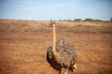 Solitary Ostrich Standing In The Midst Of A Parched, Sun-drenched Alentejo Field. A Symbol Of Resilience Against The Arid Landscape.