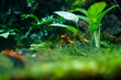 Golden dart frog (Phyllobates terribilis) poison frog from south america, a popular amphibian pet in terrarium