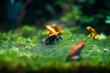 Splashback poison frog(Adelphobates galactonotus) poison frog from south america, a popular amphibian pet in terrarium