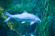 Blue Mahseer(Tor tambroides) swimming in large aquarium