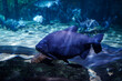 Tambaqui (Colossoma macropomum) also known as Black Pacu swimming in large aquarium with many fish