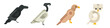 Set abstract geometric birds in modern fashion minimal art style. Raven, owl, hawk, vulture. Cartoon bright concept design. Decorative bauhaus composition. Creative vector flat illustration.