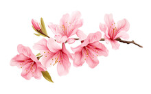 Beautiful And Photorealistic, Pink Flower Blossom On Transparent Background. Bloom, Plant. PNG. Close-up View. Cut Out Element. Generative AI.