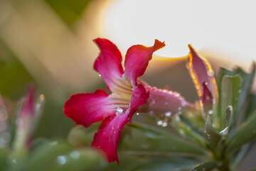 Wall Mural - Impala Lily, Pink Bignonia close up shot.
