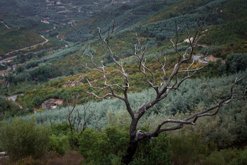 Wall Mural - The green slope at the foot of the mountains of Serra da Estrela, Portugal.