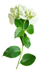 Wall Mural - Green plant with beauty white flower isolated