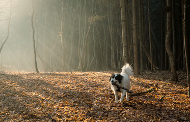 Canvas Print - happy white dog playing in foggy forest in late autumn