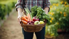 Farmer Holding A Basket Full Of Fresh Vegetables In The Garden.