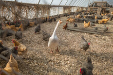 Talll White Goose Among Chickens In Chicken Coop On Farm.