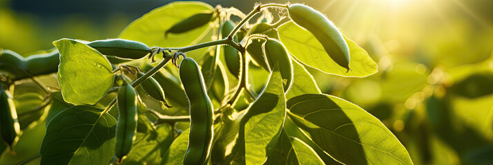 Poster - Soybean pods on soybean plantation, in sunlight background, close up.