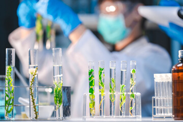 plant in medical pharmacy science research at chemical medicine laboratory for pharmaceutical indust